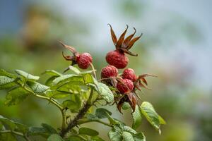 haaien, roos heupen in herfst foto