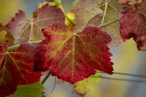 kleurrijke bladeren in de herfst foto