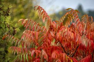 kleurrijke bladeren in de herfst foto