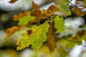 kleurrijke bladeren in de herfst foto