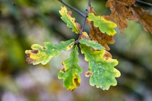 kleurrijke bladeren in de herfst foto