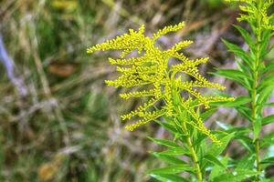 Canadees guldenroede of solidago canadensis. het heeft krampstillend, diureticum en ontstekingsremmend Effecten. foto