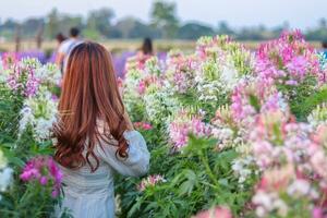 een mooi vrouw toerist is hebben pret in een bloem tuin dat is bloeiend in de winter van Chiang mai provincie en vrouw toeristen ook Leuk vinden naar nemen foto's binnen de mooi bloem tuin. foto