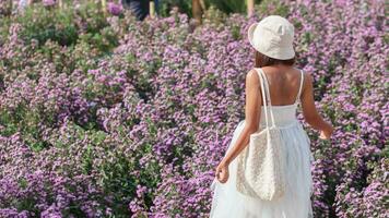 een mooi vrouw toerist is hebben pret in een bloem tuin dat is bloeiend in de winter van Chiang mai provincie en vrouw toeristen ook Leuk vinden naar nemen foto's binnen de mooi bloem tuin. foto