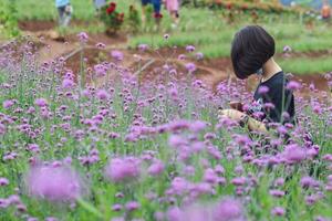 een mooi vrouw toerist is hebben pret in een bloem tuin dat is bloeiend in de winter van Chiang mai provincie en vrouw toeristen ook Leuk vinden naar nemen foto's binnen de mooi bloem tuin. foto