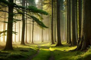 een pad door een Woud met bomen en zon. ai-gegenereerd foto