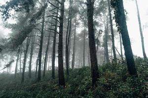 donker bos tijdens een mistige, bospijnboom in Azië foto