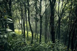 donker bos tijdens een mistige, bospijnboom in Azië foto