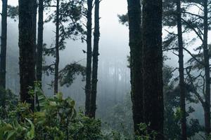 donker bos tijdens een mistige, bospijnboom in Azië foto
