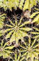 een cactus fabriek met veel klein naalden Aan het foto