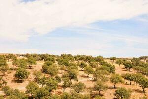 een visie van de olijf- bosjes in de platteland foto