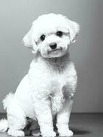 gelukkig hond bichon frise zwart en wit monochroom foto in studio verlichting