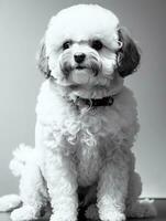 gelukkig hond bichon frise zwart en wit monochroom foto in studio verlichting