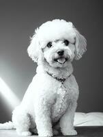 gelukkig hond bichon frise zwart en wit monochroom foto in studio verlichting