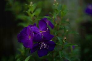 weinig Purper bloem in de tuin foto