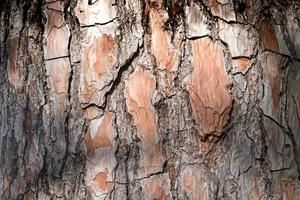 natuurlijke achtergrond gemaakt van een close-up van bruine boomschors foto