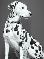 gelukkig dalmatiër hond zwart en wit monochroom foto in studio verlichting