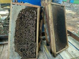 traditioneel honing teelt in subang, west Java, Indonesië foto