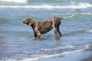 een afgebroken verdwaald hond gaat in de zee naar zwemmen. foto