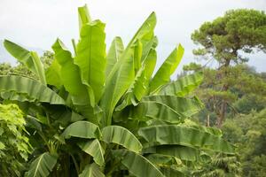 tropisch achtergrond. mooi groen bladeren van een tropisch banaan. foto