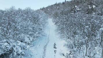 bevroren Woud sneeuw weg antenne visie foto