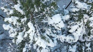 pijnboom Woud heuveltop antenne winter foto