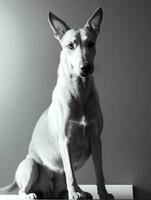 gelukkig windhond hond zwart en wit monochroom foto in studio verlichting