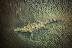 costa rica alligator foto