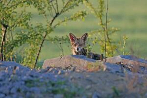 een coyote is zittend Aan een rots in de gras foto