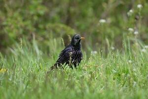 een zwart vogel staand in de gras foto