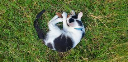 zwart-wit gevlekte kitten spelen op het gras foto