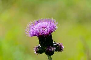 een distel bloem foto