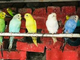 veel verschillend gekleurde vogelstand zijn zittend in een kooi foto