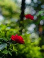 een rood bloem is in de midden- van een zwembad foto