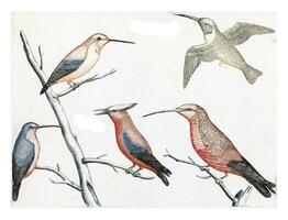 vijf verschillend soorten van kolibries, anoniem, 1688 - 1698 foto
