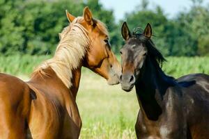 twee paarden zijn staand in een veld- foto