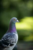 dichtbij omhoog mooi homing duif vogel tegen groen vervagen achtergrond foto