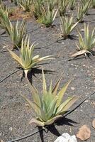 agave planten in de veld- foto