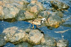 een vogel is staand Aan sommige rotsen in de water foto