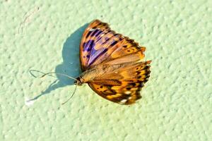een vlinder Aan een groen oppervlakte met een blauw en Purper patroon foto