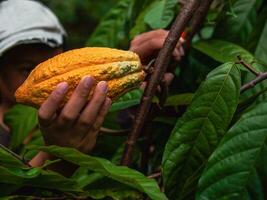 detailopname handen van een cacao boer gebruik snoeien scharen naar besnoeiing de cacao peulen of fruit rijp geel cacao van de cacao boom. oogst de agrarisch cacao bedrijf produceert. foto