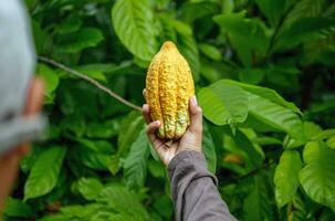 landbouw geel rijp cacao peulen in de handen van een jongen boer, geoogst in een cacao plantage foto
