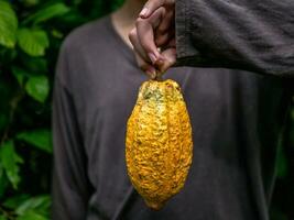 landbouw geel rijp cacao peulen in de handen van een jongen boer, geoogst in een cacao plantage foto