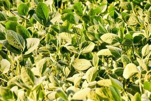 een veld- van groen soja bonen foto