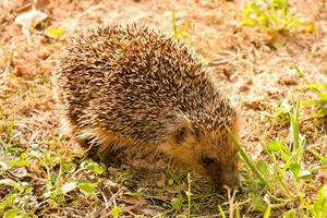 een egel is wandelen door de gras foto