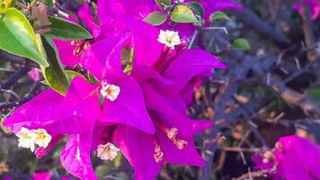 bougainvillea bloem planten foto