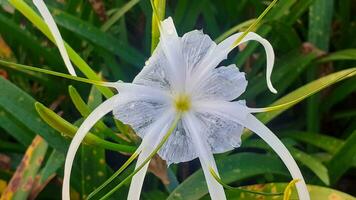 wit bloemen groeit in de tuin foto