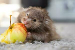 grappig pluizig syrisch hamster met een eetlust eet appel, spullen zijn wangen. voedsel voor een huisdier knaagdier, vitamines. detailopname foto