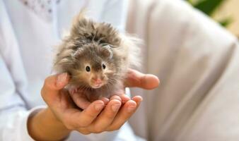 grappig pluizig nieuwsgierig syrisch hamster zittend in de armen van een kind. huiselijk getemd huisdier, handmatig,. detailopname, kopiëren ruimte foto