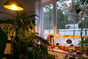 feestelijk decor van de huis Aan de vensterbank voor halloween in interieur met eigengemaakt ingemaakt planten- pompoenen, jack O lantaarns, schedels, skeletten, kaarsen en slinger - knus en vreselijk humeur foto